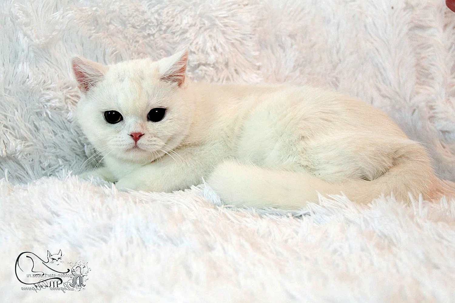 Белый шотландский кот страйт