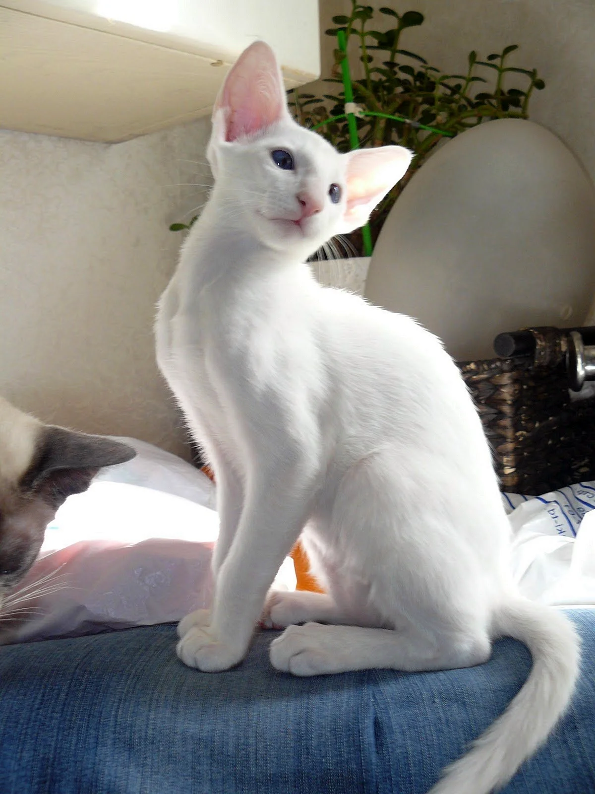 Белый сиамский кот