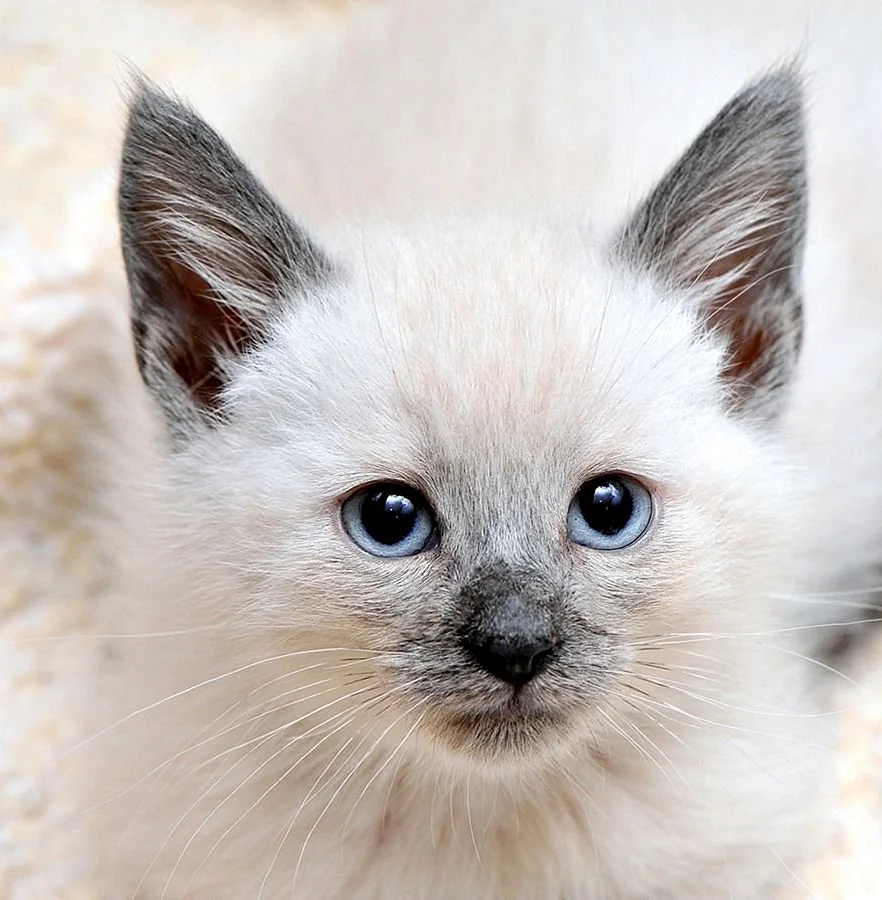 Белый сиамский кот