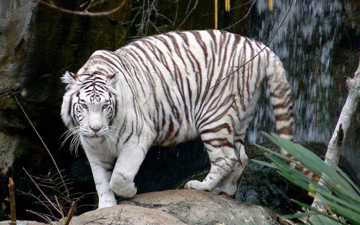 Белый суматранский тигр