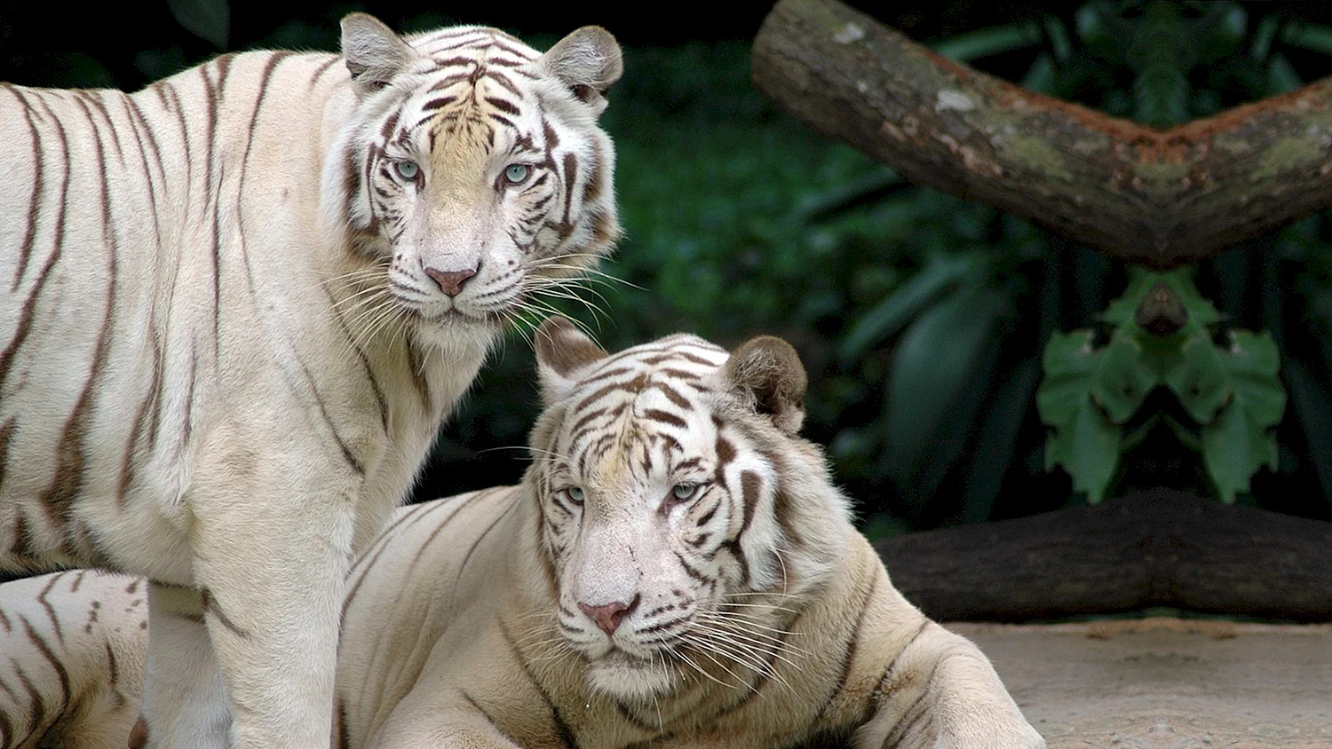Белый тигр 2