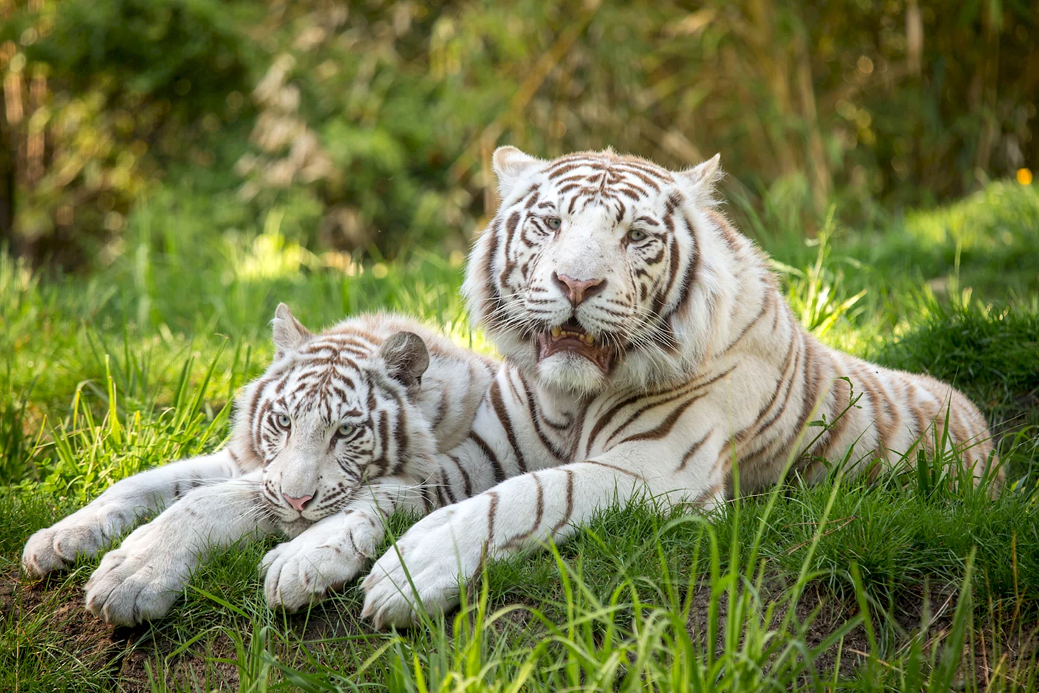 Тигр белый (47 фото)