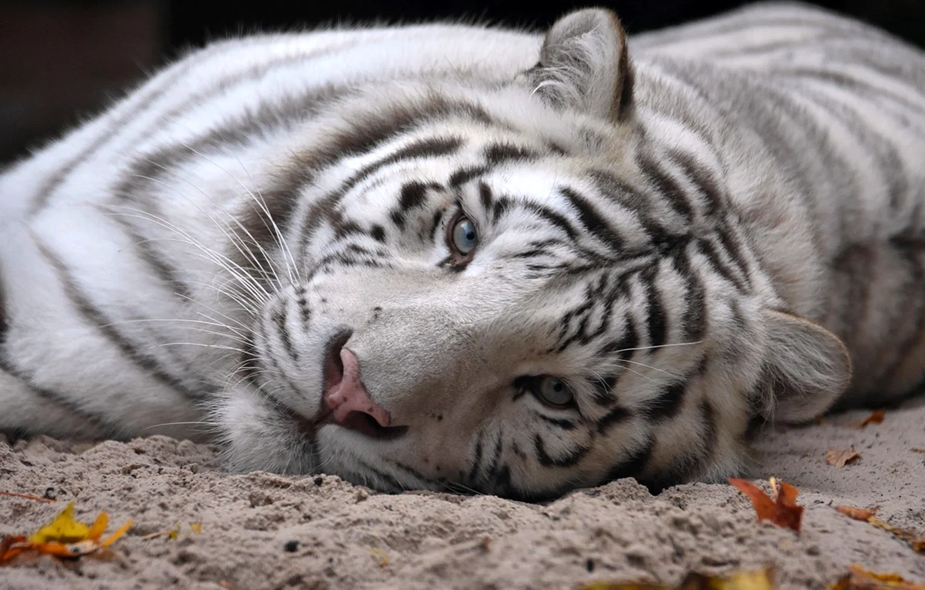 Белый тигр Фарида