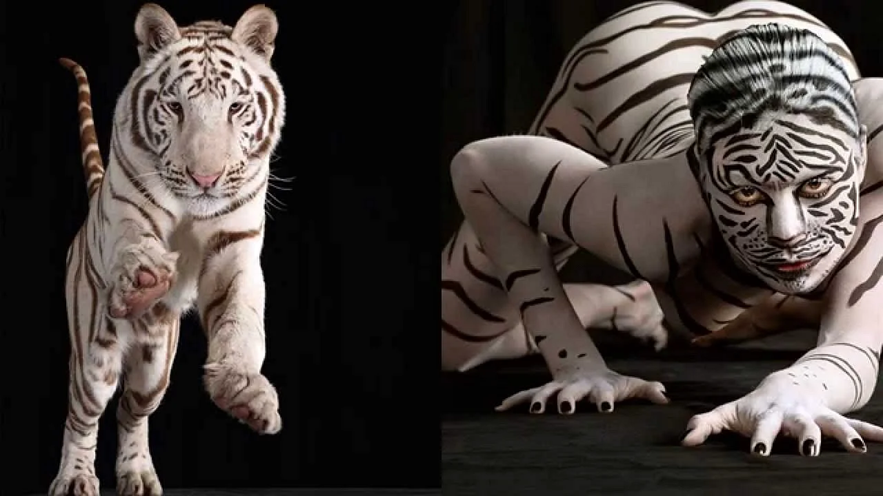 Белый тигр и человек