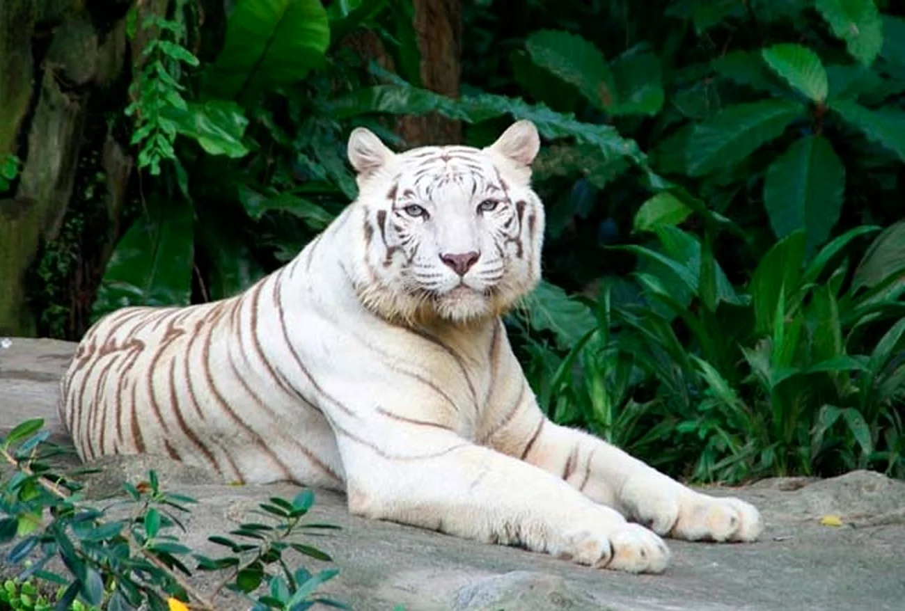 Белый тигр Мохан