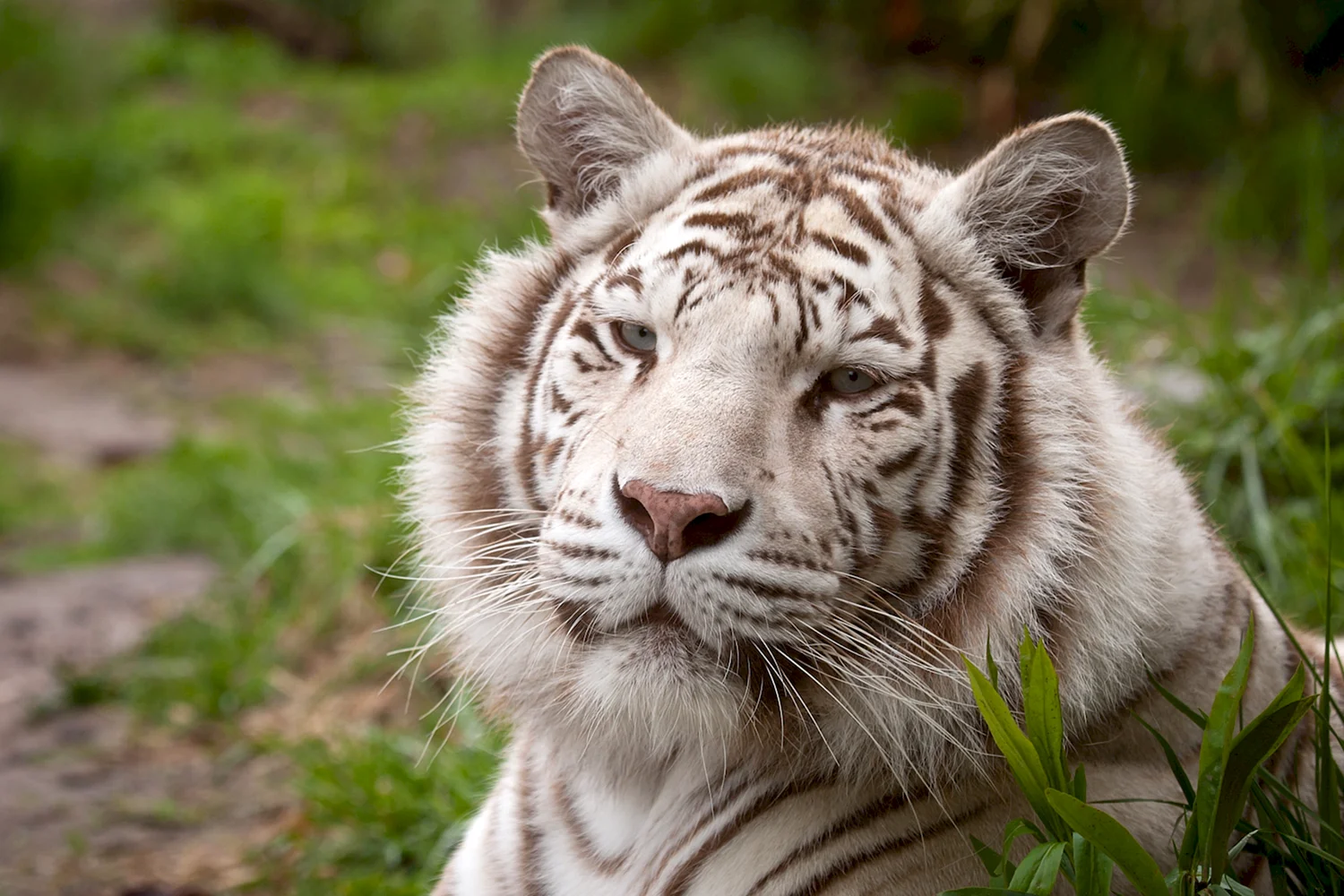 Белый тигр морда