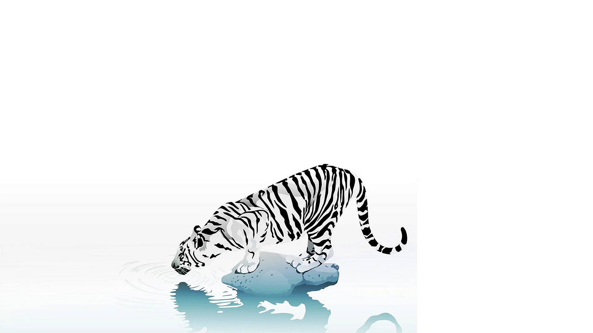 Белый тигр на белом фоне