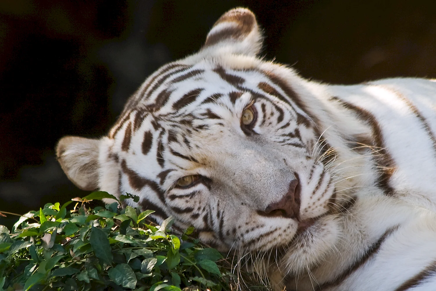 Белый тигр Саган
