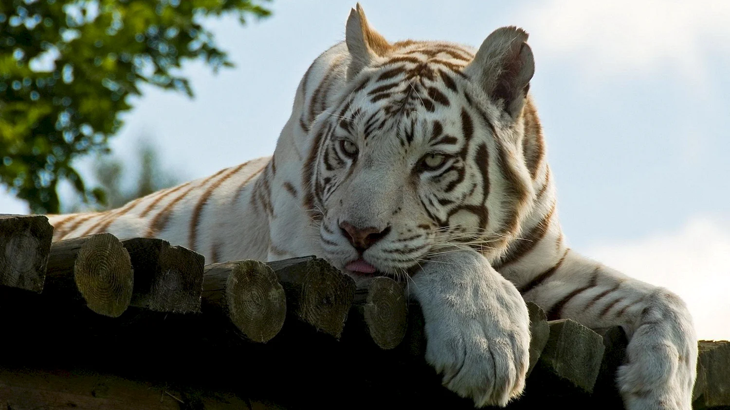 Белый тигр в реальной жизни