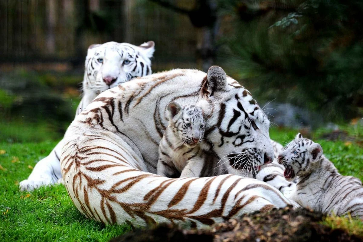Белый тигр животное с тигрятами
