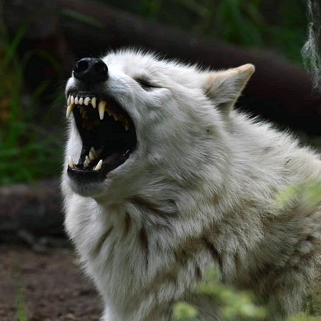 Белый волк скалится