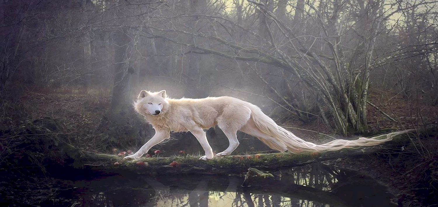 Белый волк в лесу