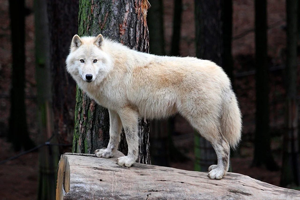Белый волк в полный рост