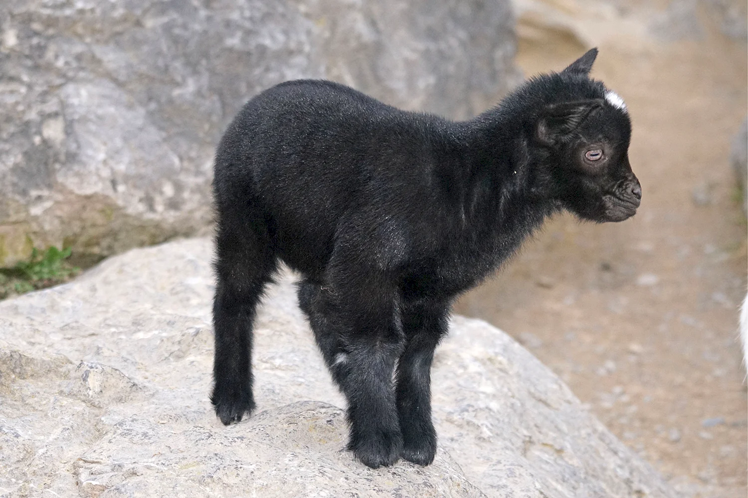Бенгальская черная коза