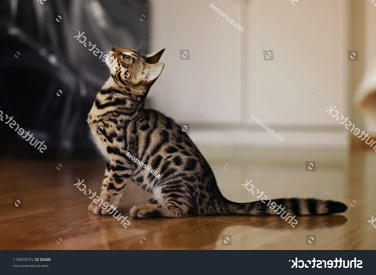 Бенгальская короткошерстная кошка