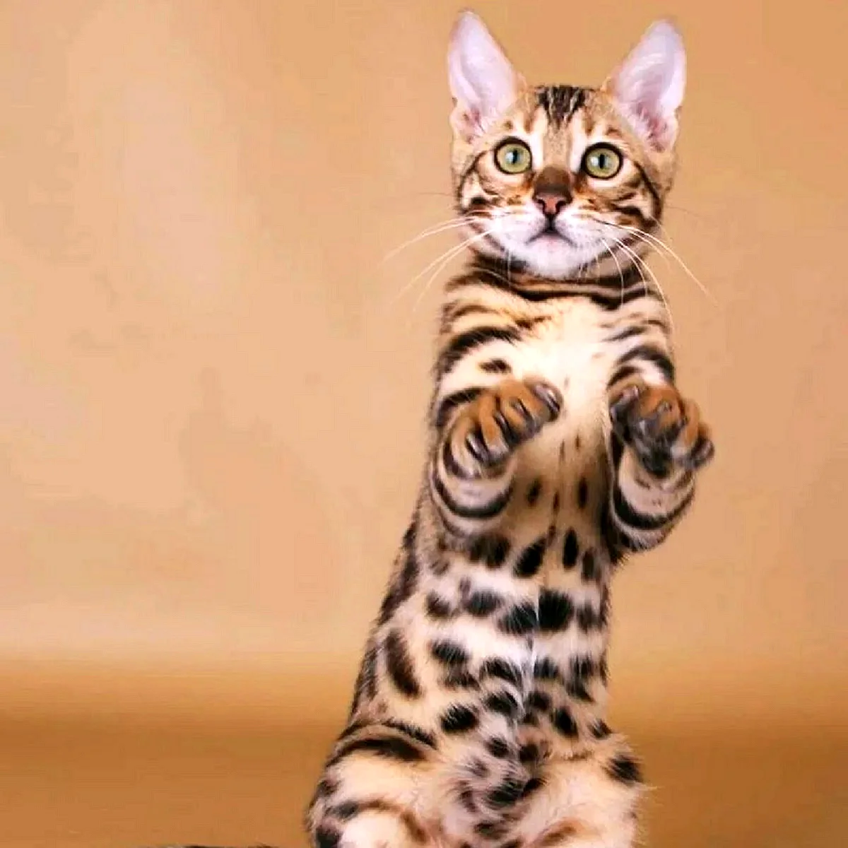 Хорошая кошка бенгальская. Бенгальская кошка. Кошки бенгальской породы. Бенгальская короткошерстная кошка. Бенгальская леопардовая кошка.
