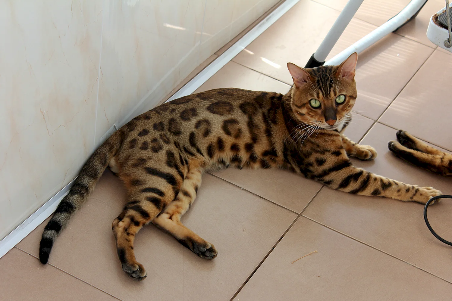Бенгальская кошка размер. Бенгальский кот. Бенгальская кошка взрослая. Гигантский бенгал кошка. Взрослая кошка бенгал.
