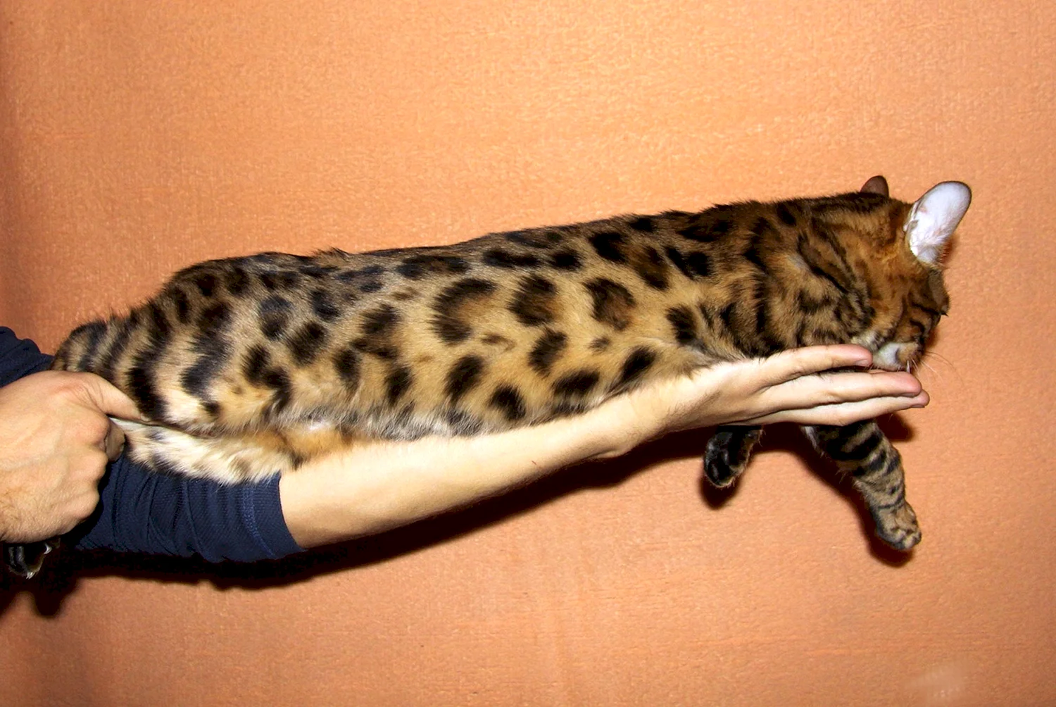 Бенгальская кошка большая