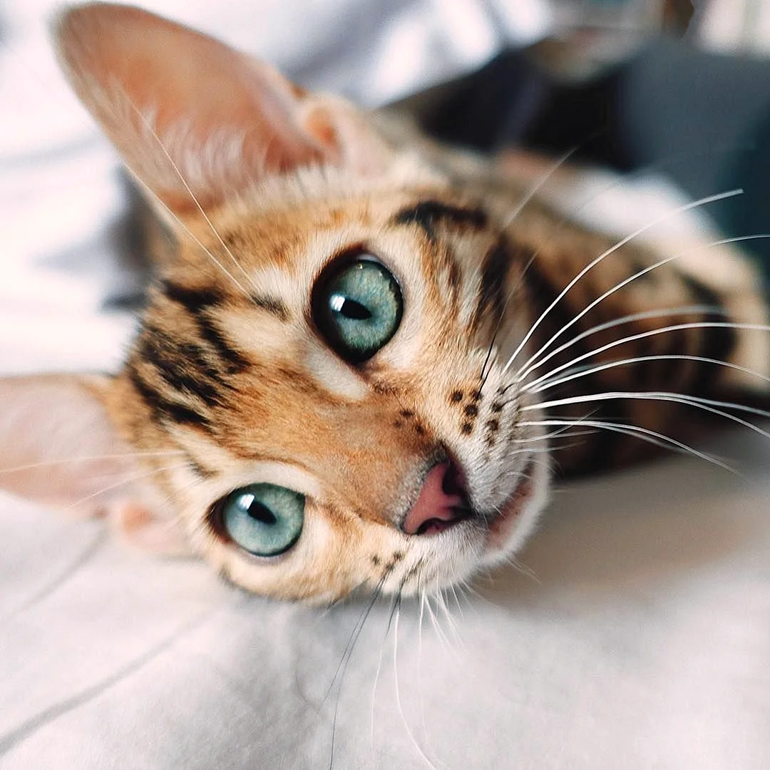 Бенгальская кошка глаза