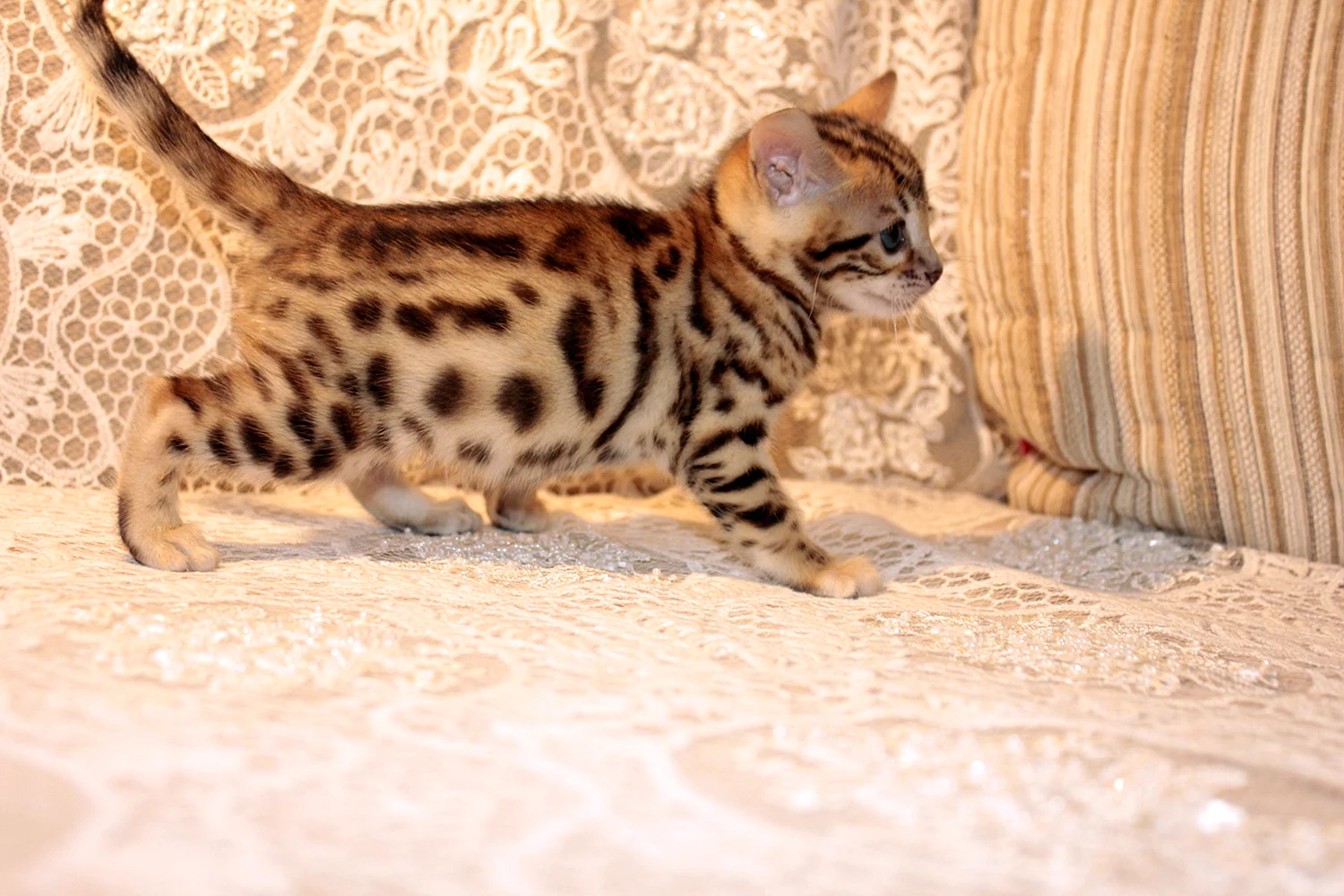 Бенгальская кошка котенок