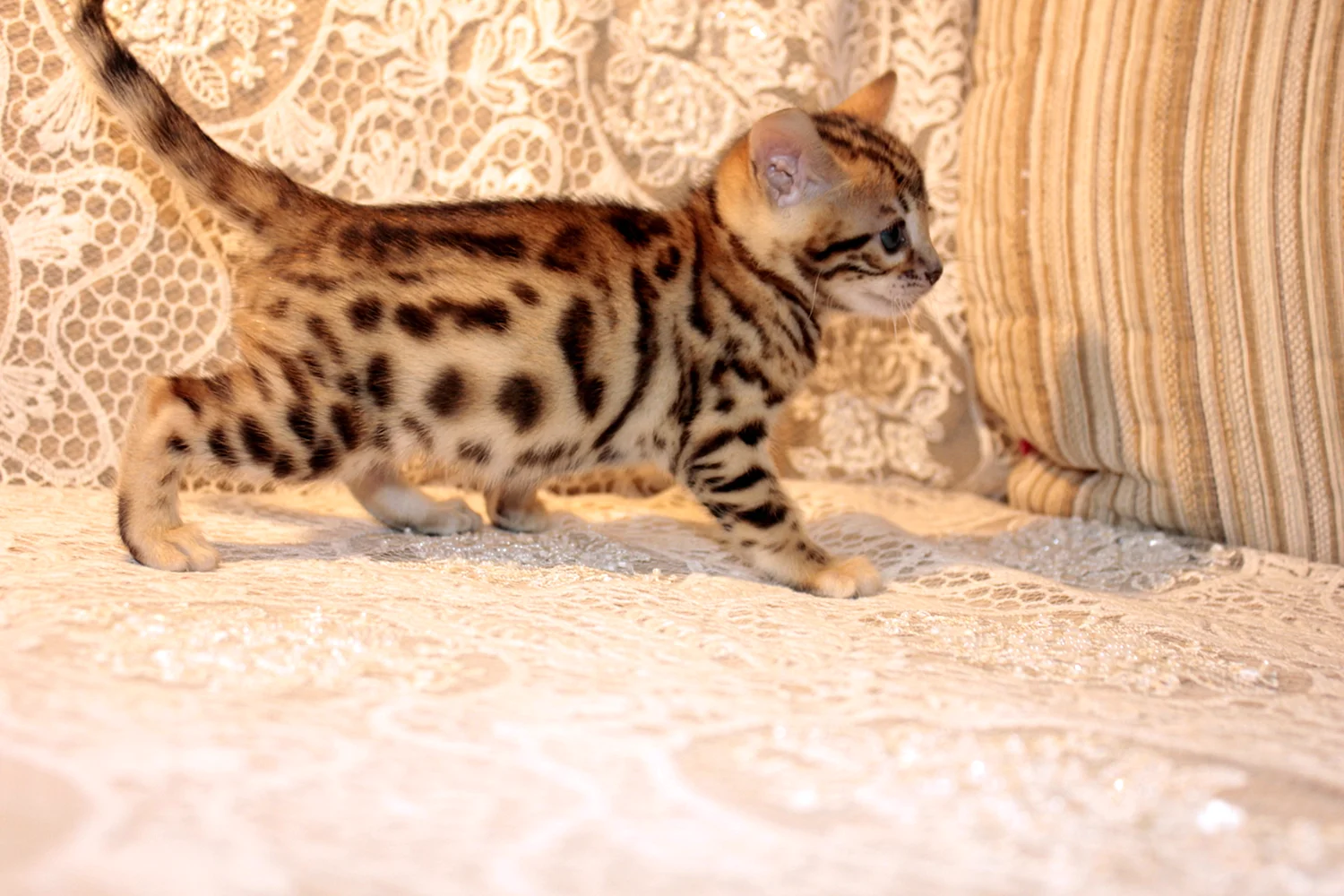 Бенгальская кошка котенок