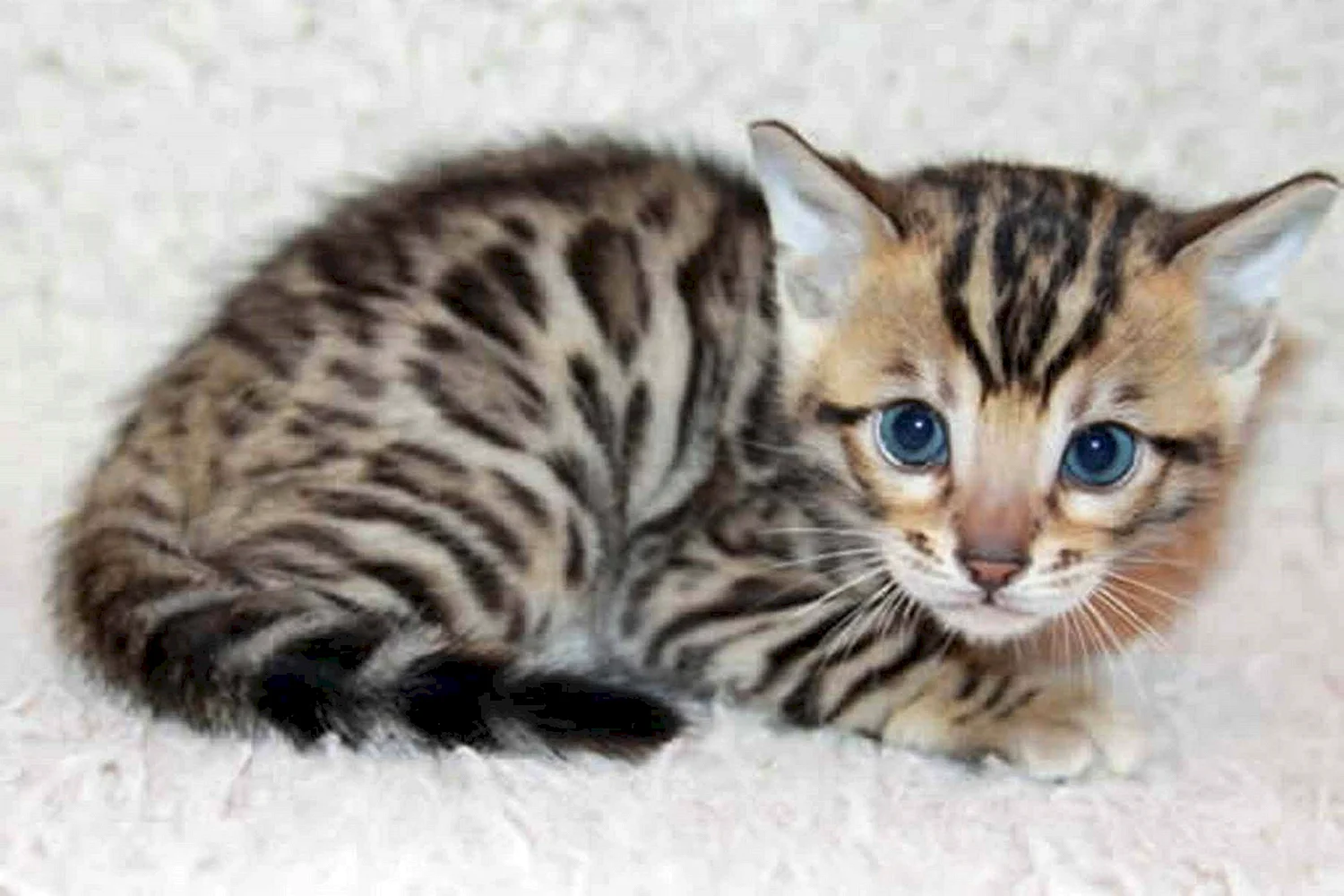 Бенгальская кошка Линкс с голубыми глазами