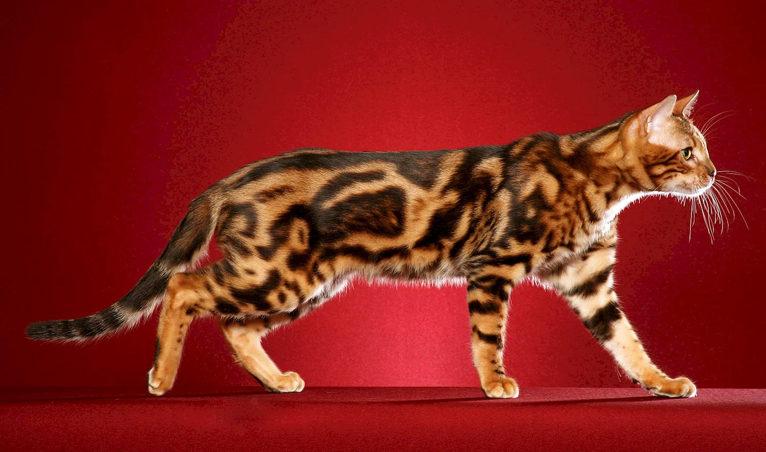 Бенгальская кошка Марбл
