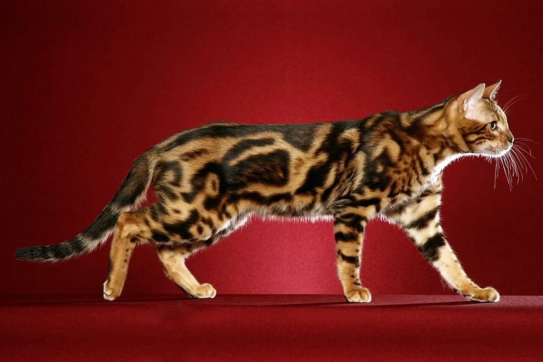 Бенгальская кошка Марбл