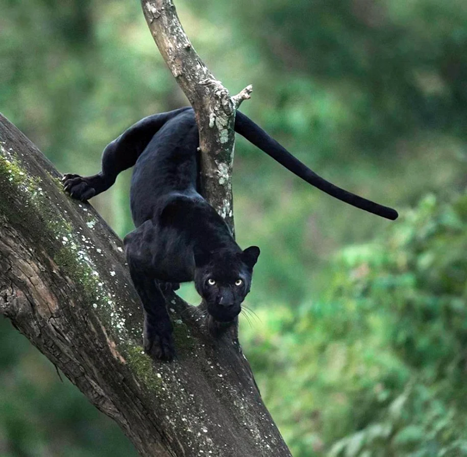 Бенгальская кошка меланистик черная пантера