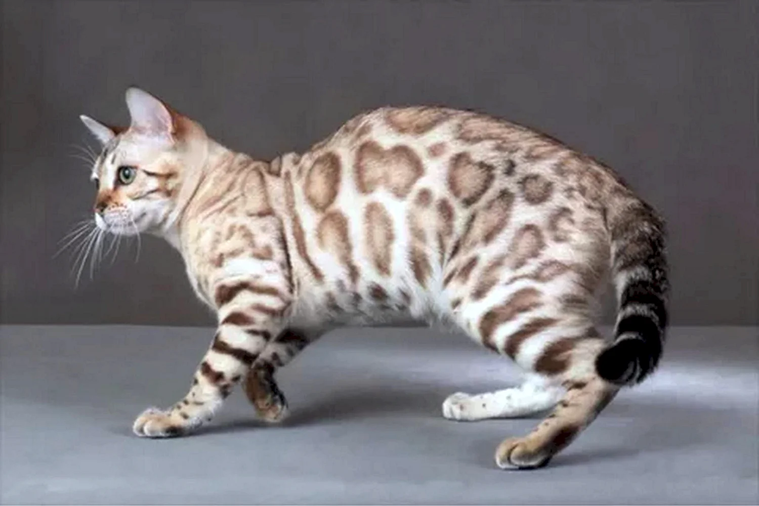 Бенгальская кошка окрас Линкс