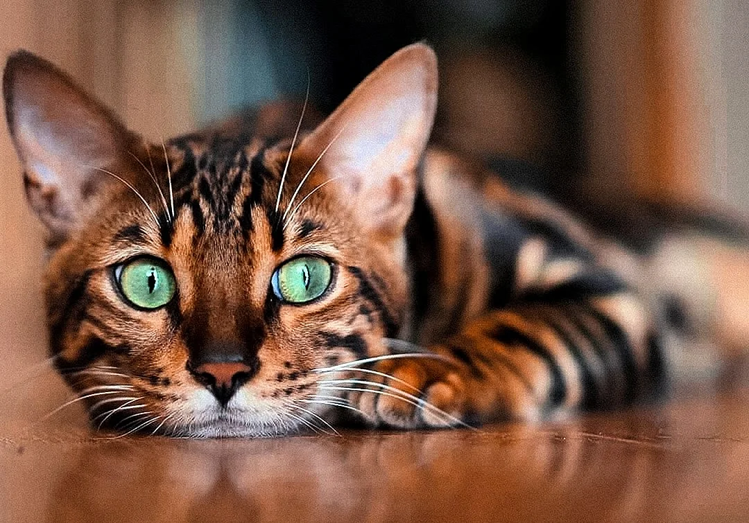 Бенгальская кошка с зелеными глазами