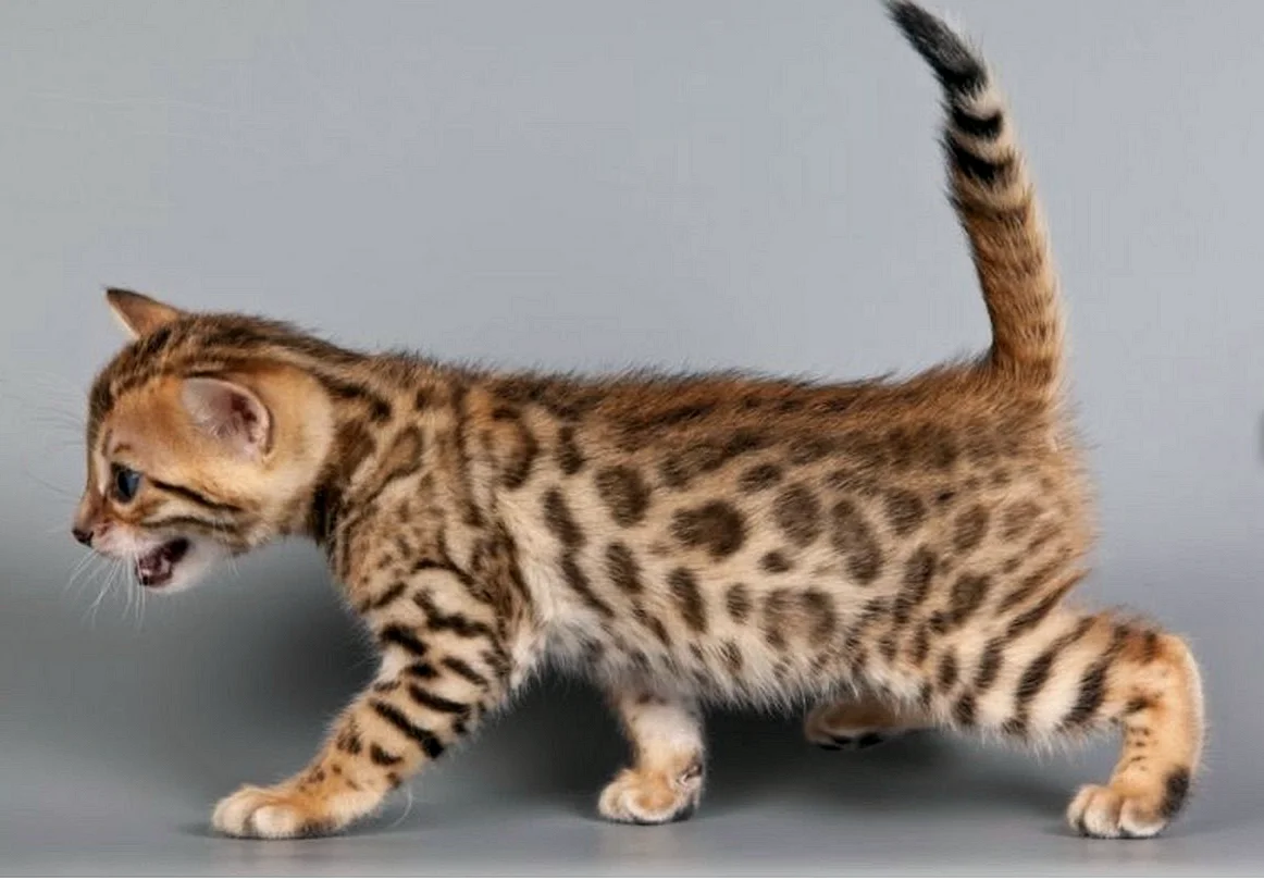 Бенгальская кошка тигровая