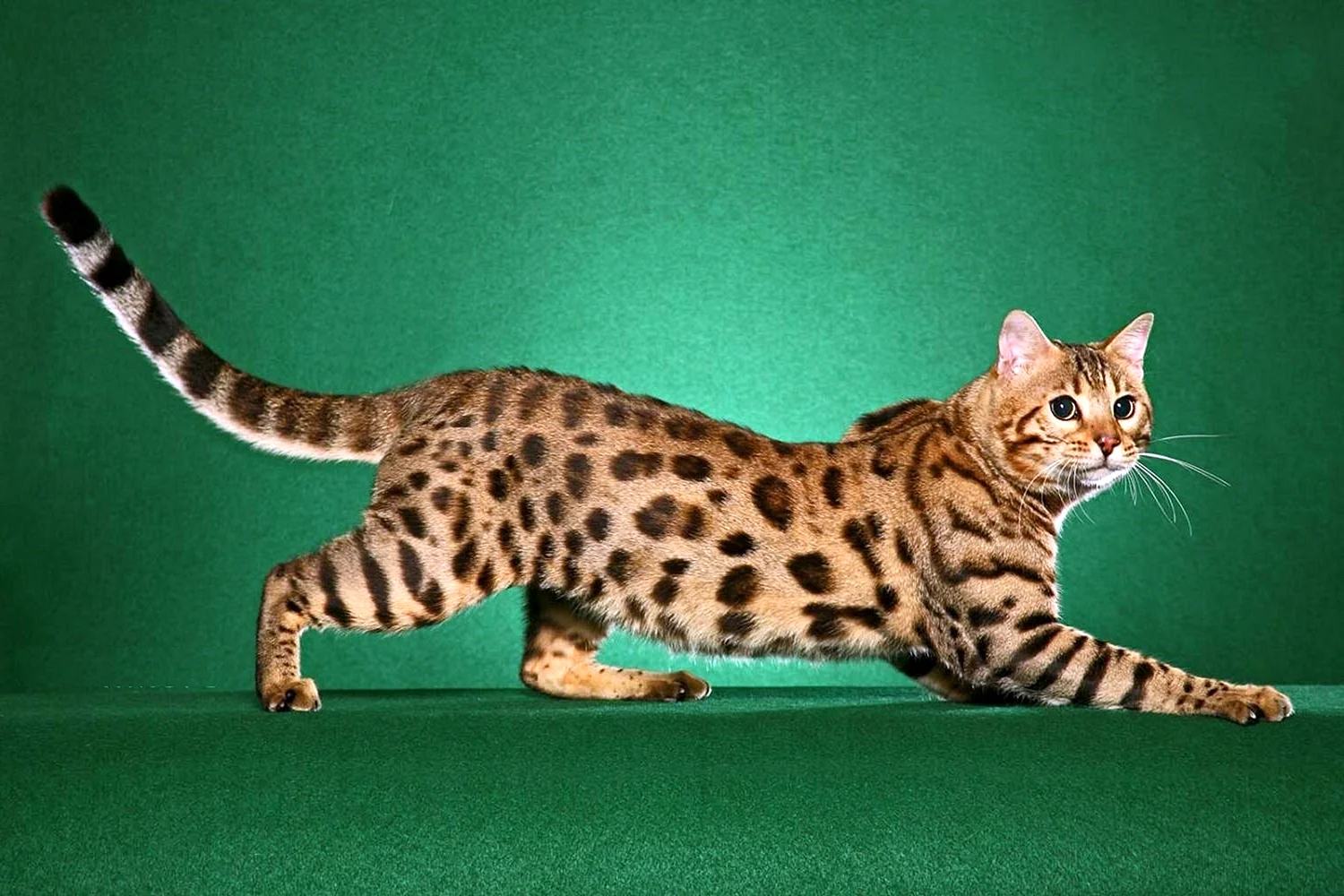Бенгальская Саванна кошка