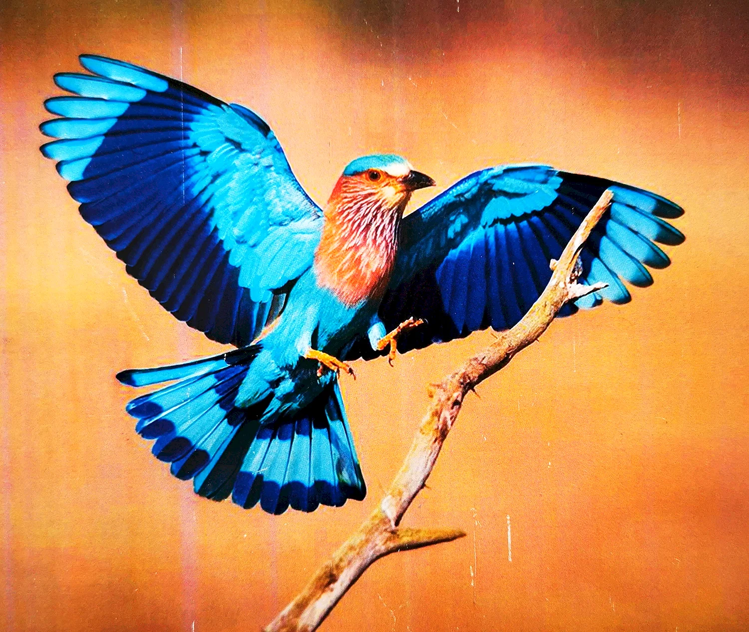 Бенгальская сизоворонка птица