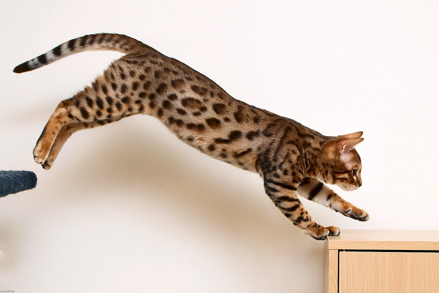 Бенгальские кошки прыгучие