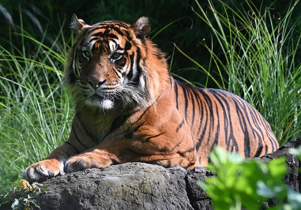 Бенгальские тигры популяция