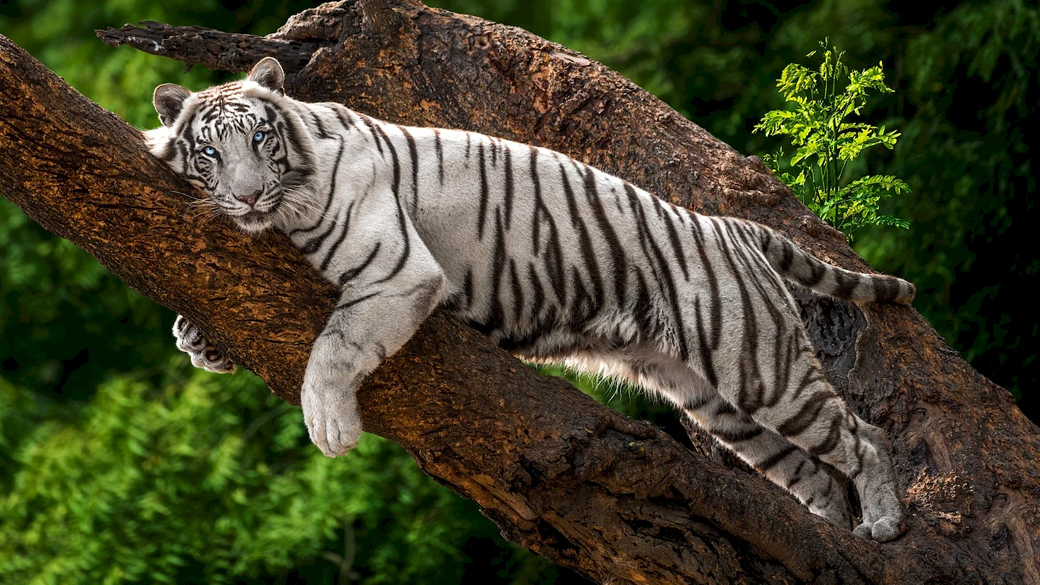 Бенгальский «бенгальский тигр» фикус