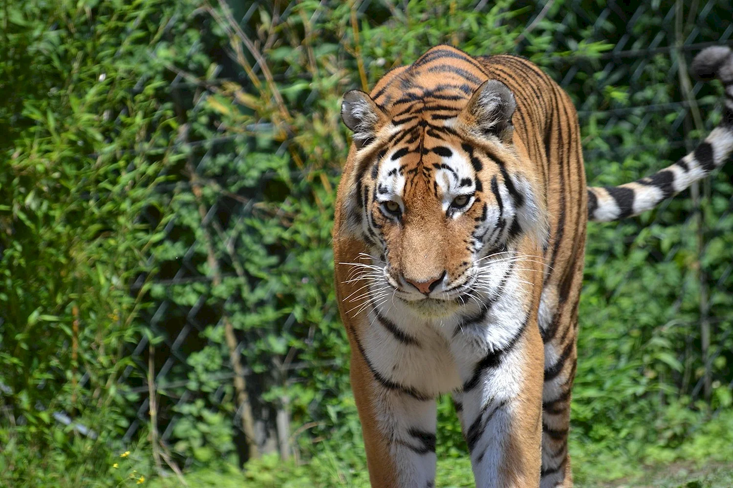 Бенгальский длиннопенисный тигр