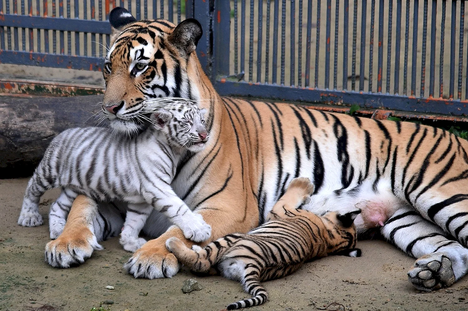 Бенгальский длиннопенисный тигр