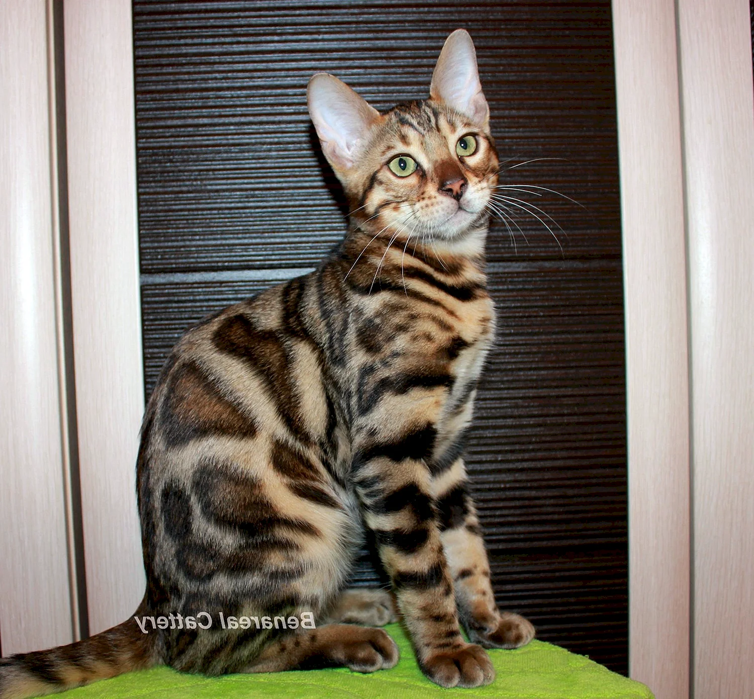 Бенгальский кот метис полосатый