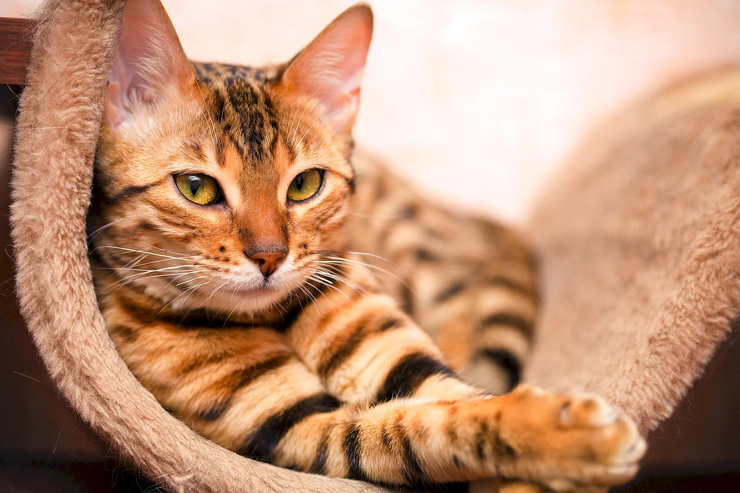 Бенгальский кот полосатый