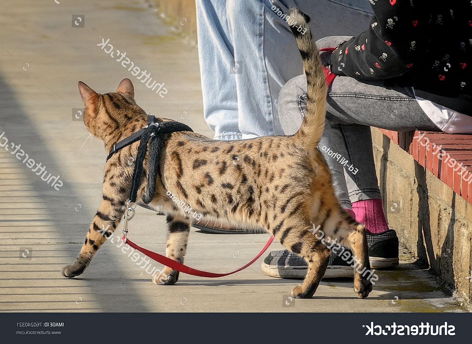 Бенгальский кот Серенгети
