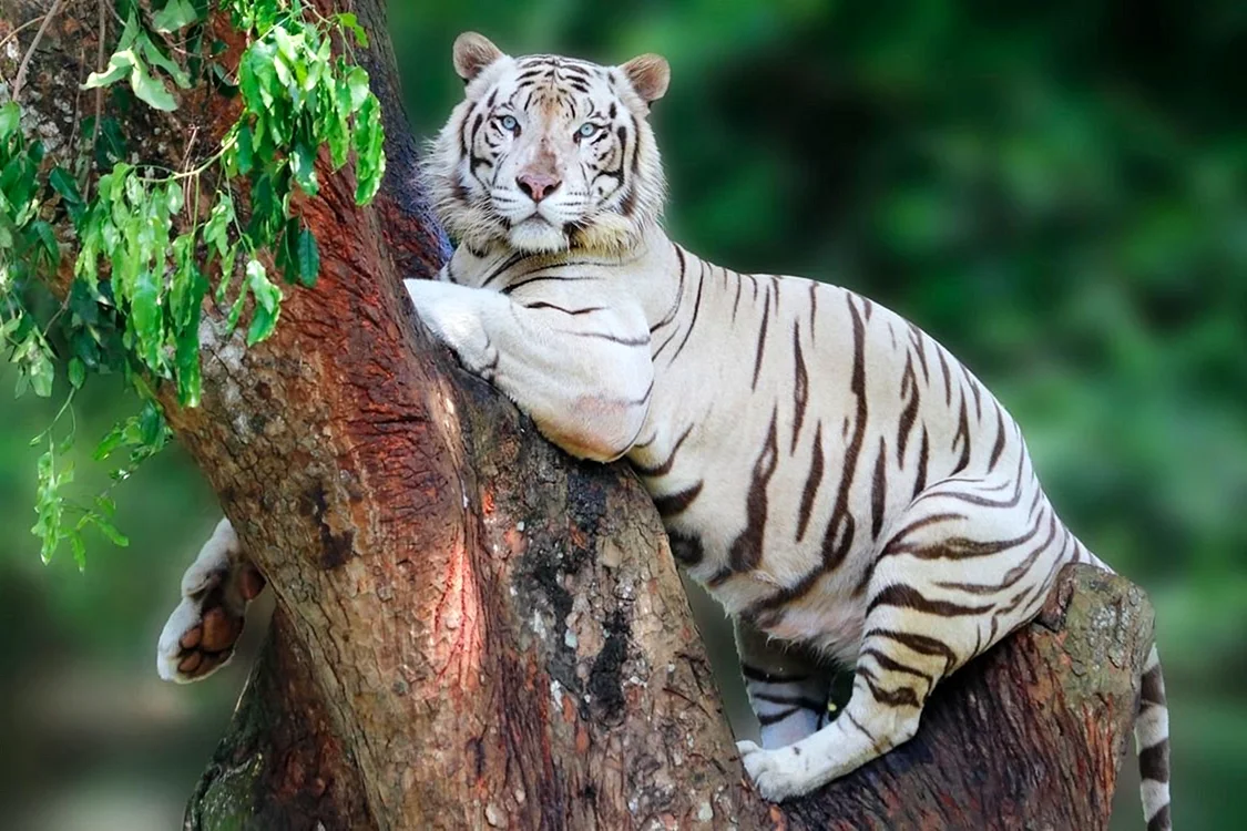 Бенгальский тигр Грация