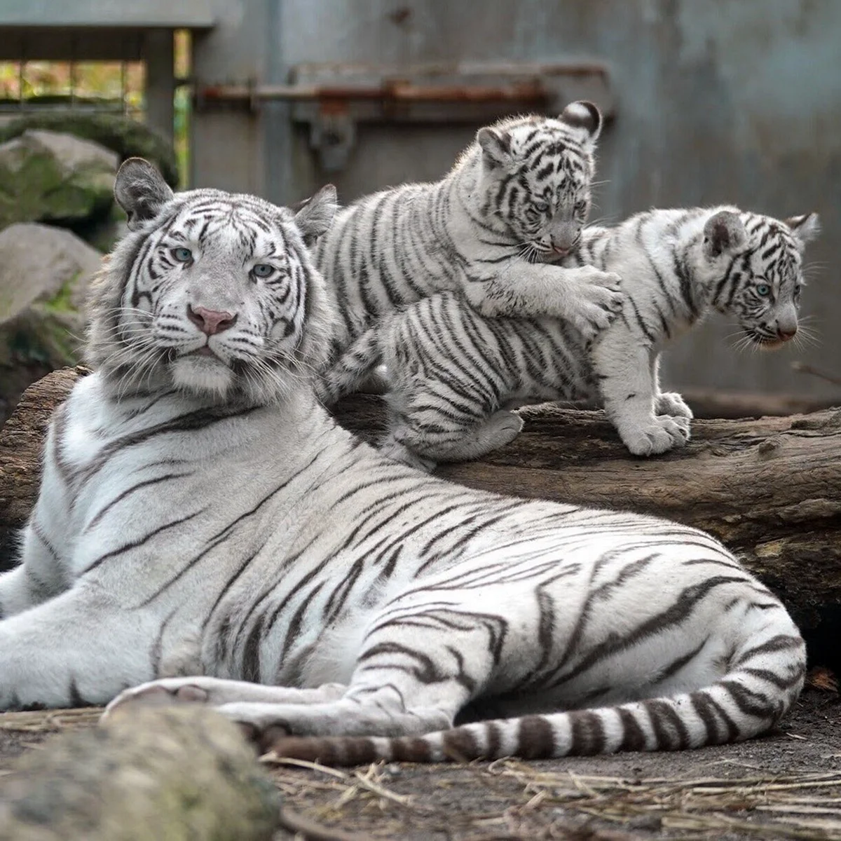 Бенгальский тигр и снежный Барс