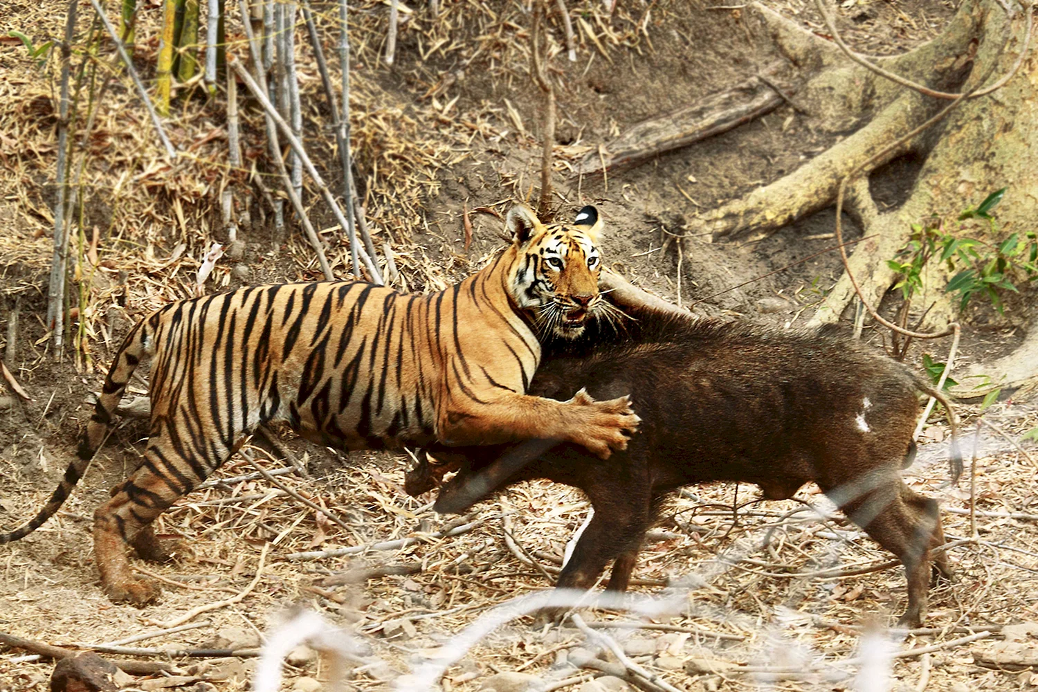Бенгальский тигр на охоте