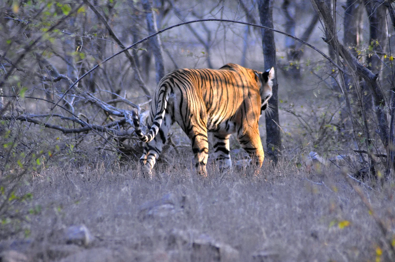 Бенгальский тигр на охоте
