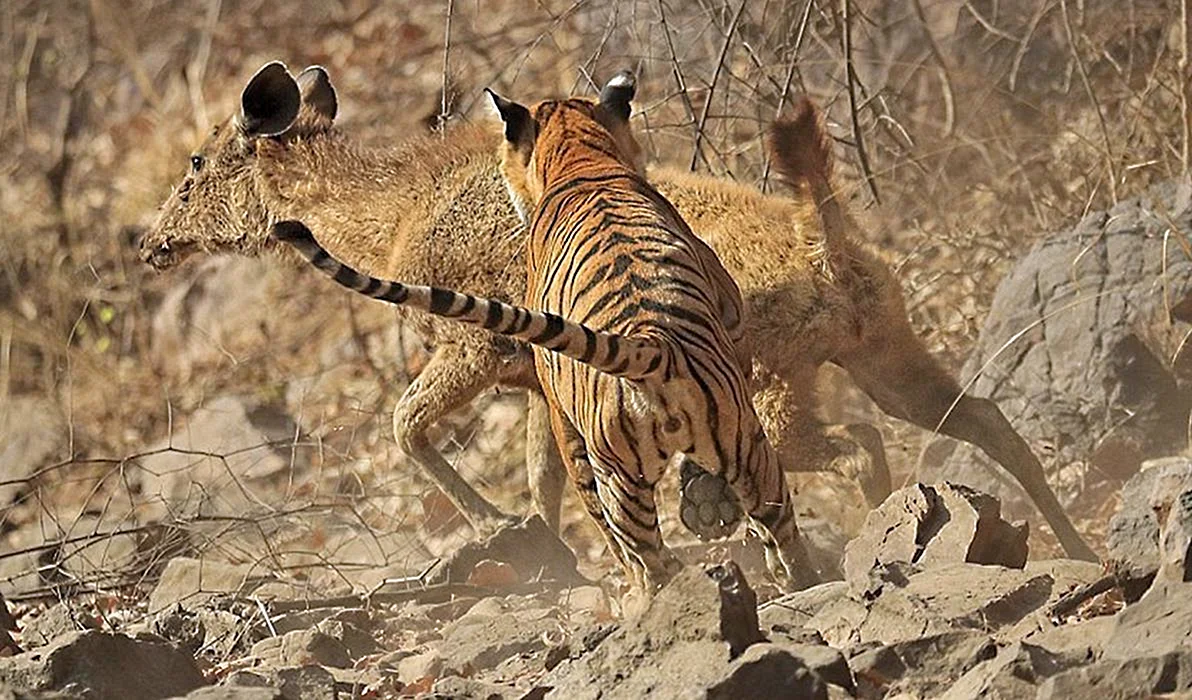 Бенгальский тигр охотится