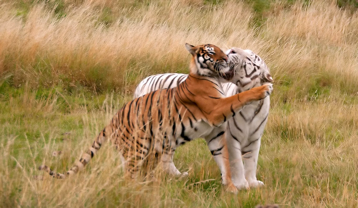 Бенгальский тигр охотится