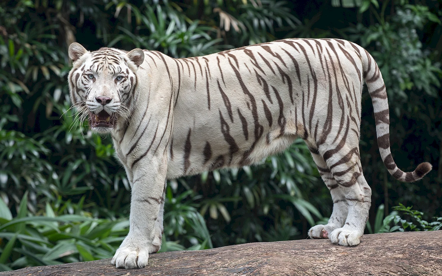 Бенгальский тигр (Panthera Tigris Tigris)
