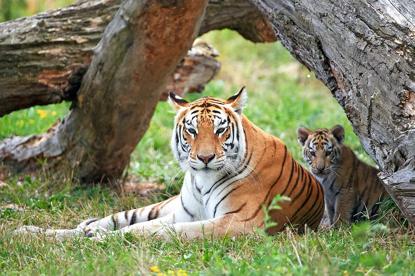 Бенгальский тигр (Panthera Tigris Tigris)